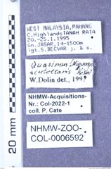 Etiketten zu Quasimus scutellaris (Kishii, 1980) (NHMW-ZOO-COL-0006592)